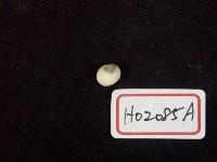 藏品(玉螺)的圖片